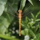 J14_1124 Orthetrum coerulescens